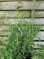 Rozmaryn lawendowy „Capri"