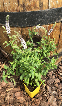 Mięta niemiecka „Donau”