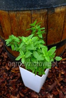 Bazylia grecka wieloletnia