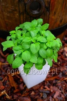 Bazylia indyjska „Ban Tulsi"