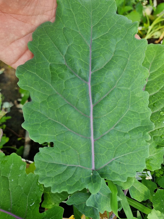 Jarmuż wieloletni Purple Tree Collard x Daubenton „Keeper”