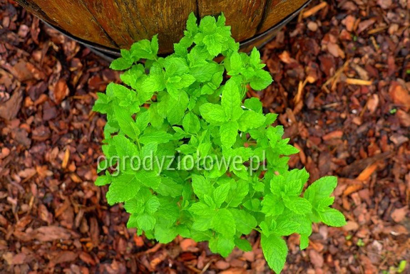 Mięta „Mojito”