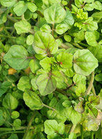 Rukiew wodna brązowa