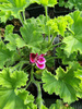 Pelargonia zapachowa cytrynowa  „Angel's Perfume”