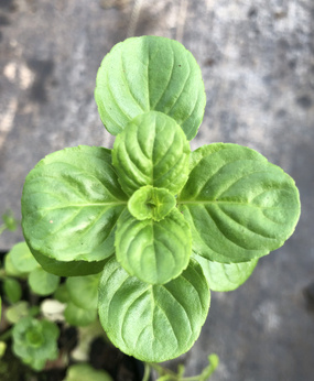 Mięta rosyjska cytrynowa