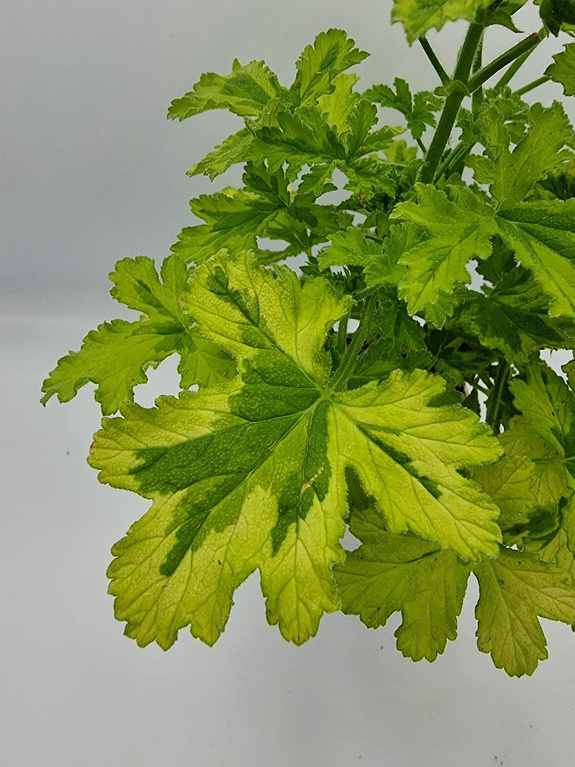 Pelargonia zapachowa „Charity"