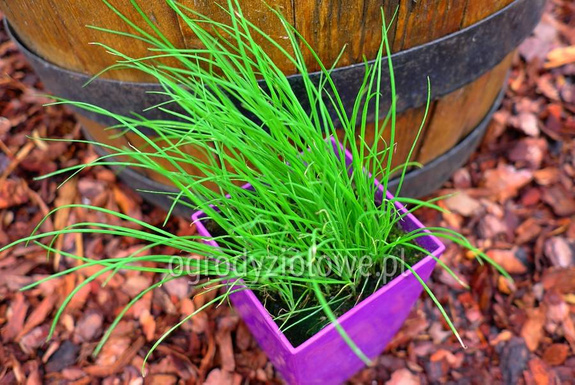 Szczypiorek czosnkowy