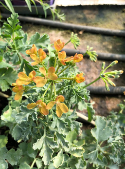 Pelargonia sukulentowa 'Gibbosum'