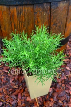 Rozmaryn sosnowy