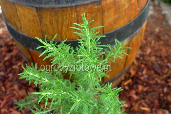 Rozmaryn „Veittschochheim” mrozoodporny