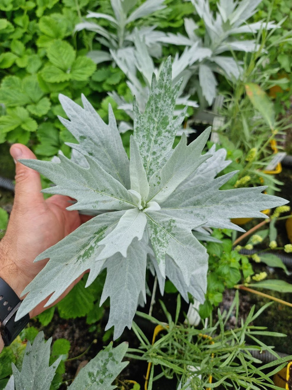 Bylica luizjańska „Silver Queen"