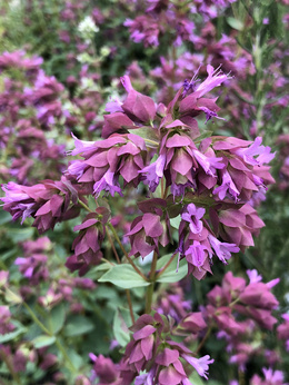 Oregano „Bristol Cross”