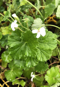 Pelargonia zapachowa jabłkowa  „Applemint”
