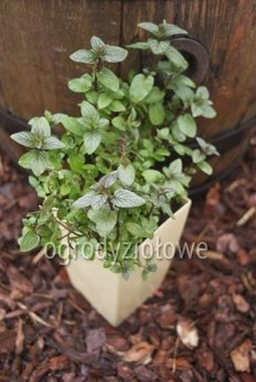 Mięta pieprzowa czarna