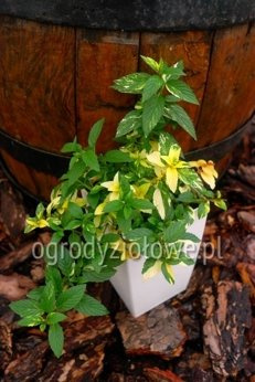 Mięta pieprzowa dwubarwna