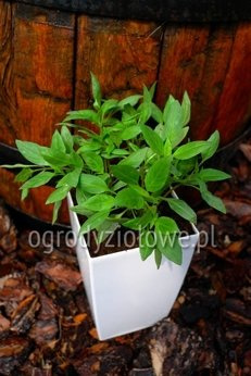 Bazylia tajska „Siam Queen”