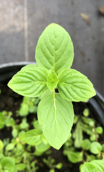 Mięta niemiecka „Knochenmühle”