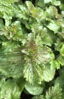 Mięta wodna „Brandborn Have”