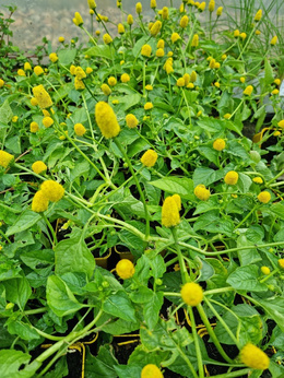 Rzeżucha brazylijska