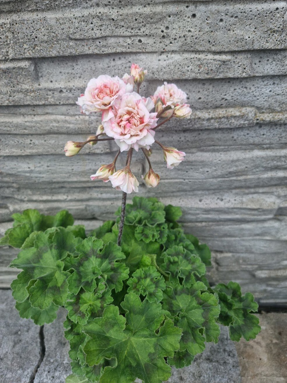 Pelargonia „Rosebud Rushmoor AVON"