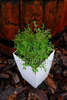 Tymianek pomarańczowy