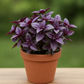 Bazylia czerwona „Rosso”