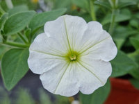 Petunia „Veranda White"