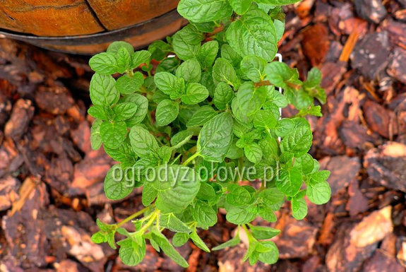 Mięta jagodowa
