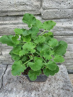 Pelargonia zapachowa cytrynowa “Cordifolium”