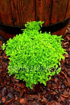 Mięta polej drobnolistna