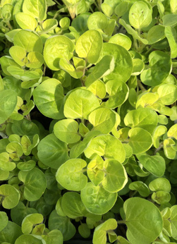 Oregano „Gold Nugget”