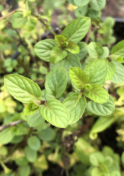 Mięta werbenowa „Verveine”