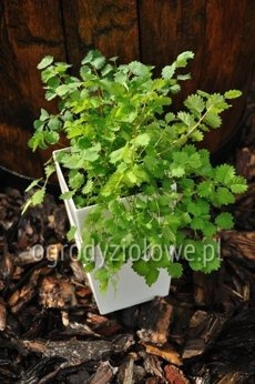 Krwiściąg lekarski