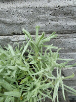 Kocanka kirgijska „Thian-Shan"