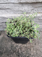 Macierzanka wczesna górska „Mountain Select"