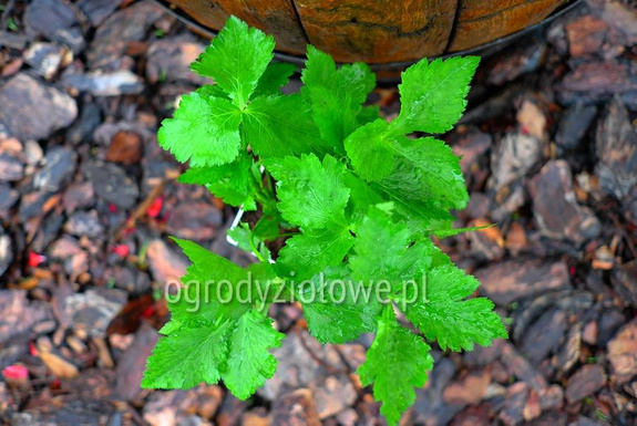 Pietruszka japońska „Mitsuba”