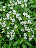 Smagliczka pachnąca biała