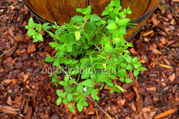 Mięta angielska „Black Mitcham”