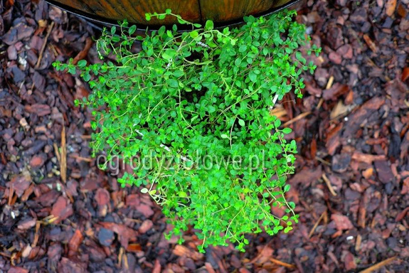 Tymianek herbaciany „Earl Grey"