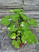 Pelargonia zapachowa „Charmay Snowflurry”