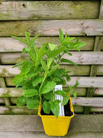 Mięta pieprzowa eukaliptusowa Dewódzki