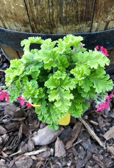 Pelargonia zapachowa orzechowa  „Concolor Lace ”
