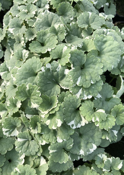 Bluszczyk kurdybanek „Variegata"