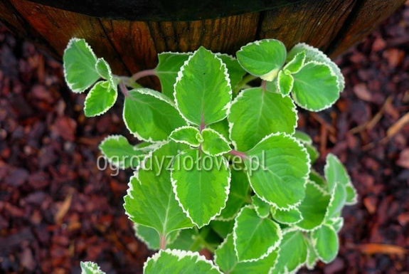 Plektrantus jamajski miętowy 'Variegatus'