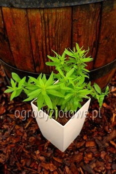 Werbena argentyńska „Burrito”