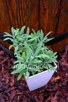 Szałwia srebrna karłowa