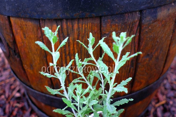 Perowskia łobodolistna „Little Spire”