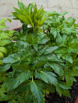 Seler koreański „Seombadi”