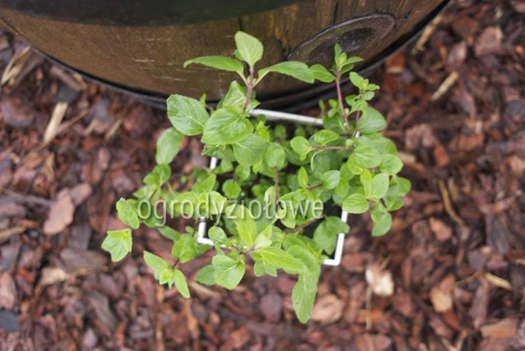 Mięta amerykańska grejpfrutowa