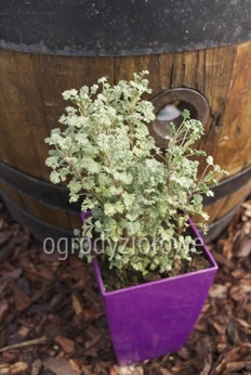 Pelargonia zapachowa kadzidlana